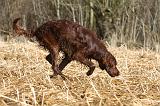 SETTER IRLANDAIS 526